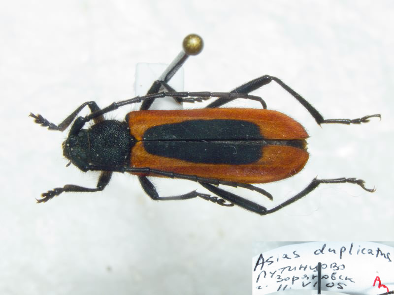 Amarysius duplicatus Tsherepanov, 1980